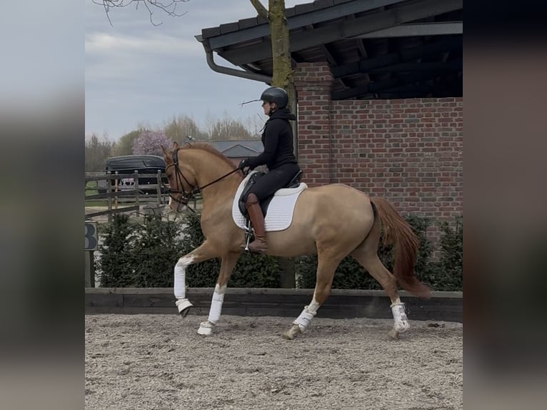 Deutsches Reitpony Wallach 4 Jahre 154 cm Fuchs in Tönisvorst