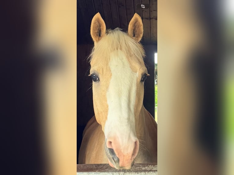Deutsches Reitpony Wallach 4 Jahre 154 cm Palomino in Neustadt