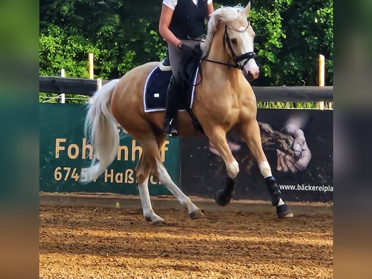 Deutsches Reitpony Wallach 4 Jahre 154 cm Palomino in Neustadt