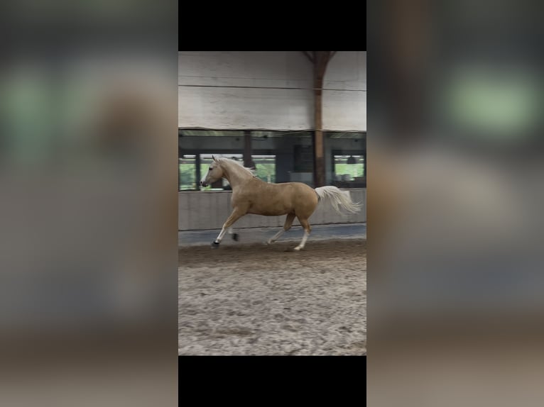 Deutsches Reitpony Wallach 4 Jahre 154 cm Palomino in Neustadt