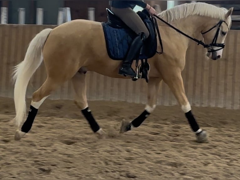Deutsches Reitpony Wallach 4 Jahre 154 cm Palomino in Neustadt