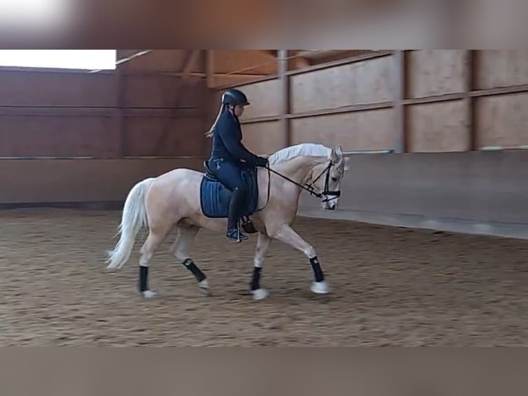 Deutsches Reitpony Wallach 4 Jahre 154 cm Palomino in Bad Dürrheim