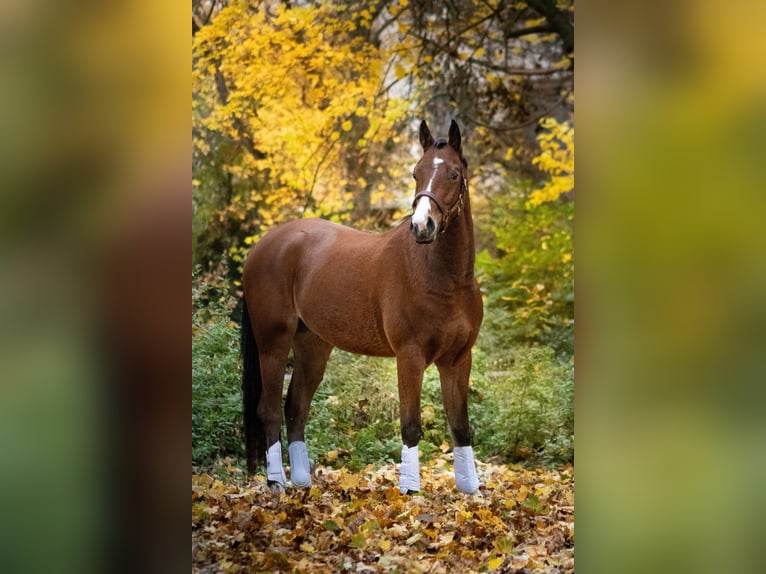 Deutsches Reitpony Wallach 4 Jahre 155 cm Brauner in Gelchsheim 97255