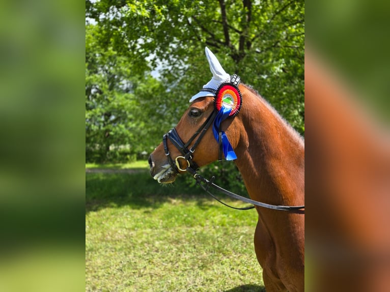 Deutsches Reitpony Wallach 4 Jahre 155 cm in Wedemark