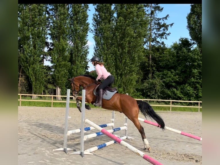 Deutsches Reitpony Wallach 4 Jahre 155 cm in Wedemark