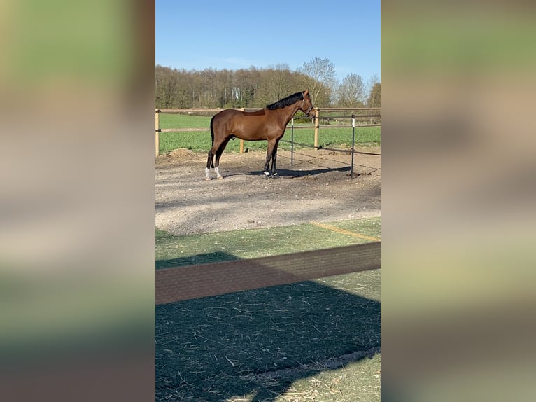 Deutsches Reitpony Wallach 4 Jahre 155 cm in Wedemark
