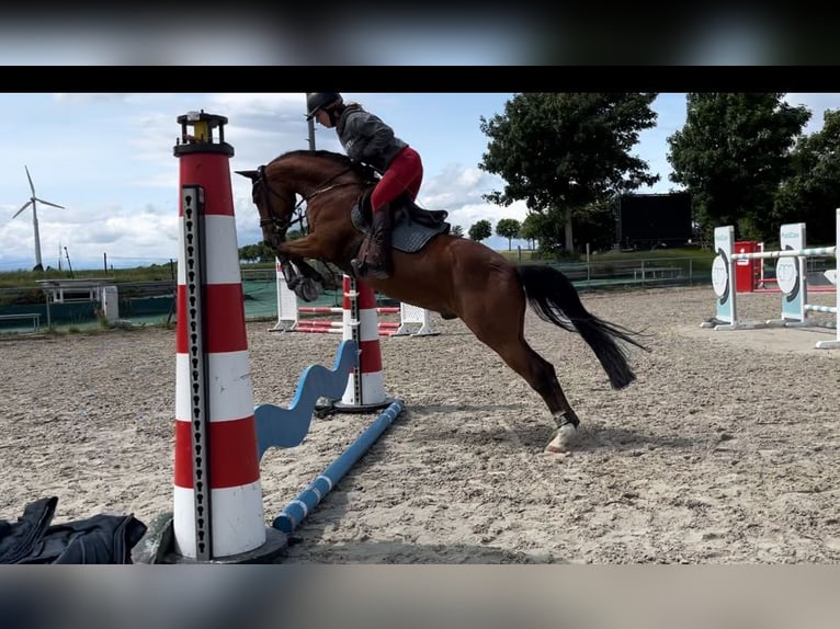 Deutsches Reitpony Wallach 4 Jahre 155 cm in Wedemark