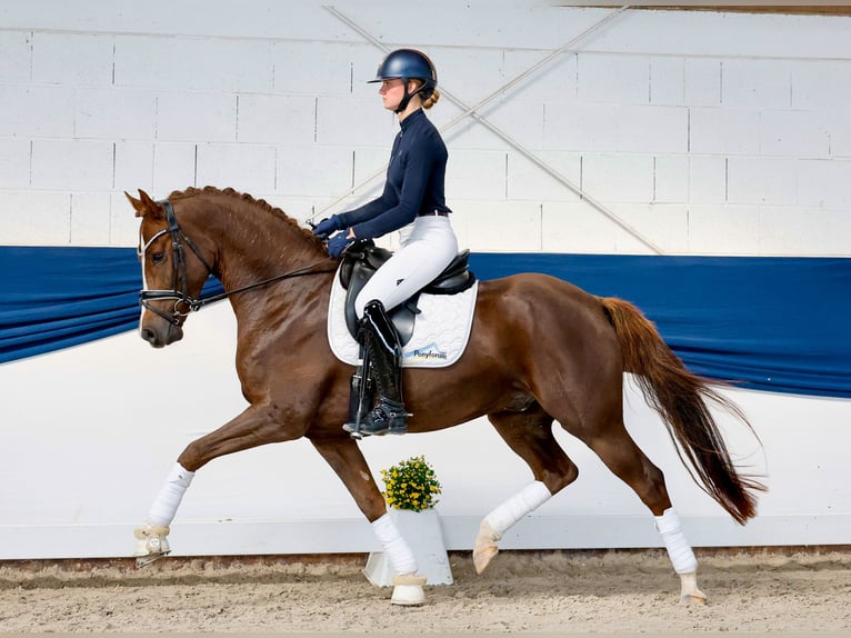 Deutsches Reitpony Wallach 4 Jahre 155 cm Dunkelfuchs in Marsberg