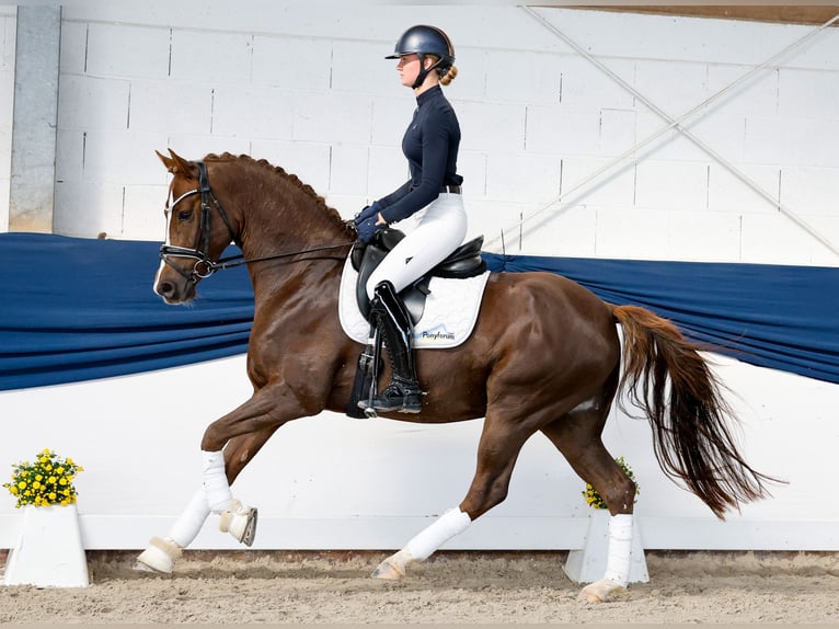 Deutsches Reitpony Wallach 4 Jahre 155 cm Dunkelfuchs in Marsberg