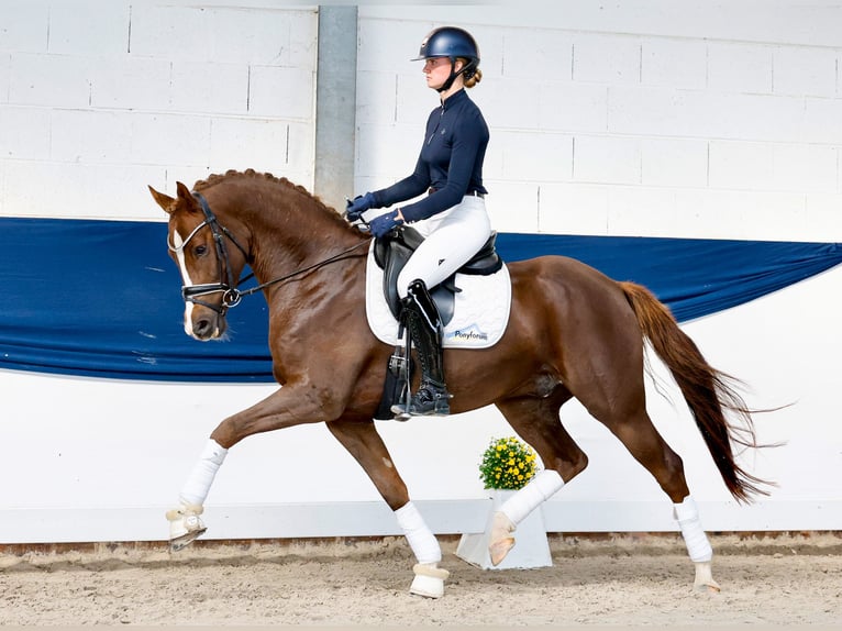 Deutsches Reitpony Wallach 4 Jahre 155 cm Dunkelfuchs in Marsberg