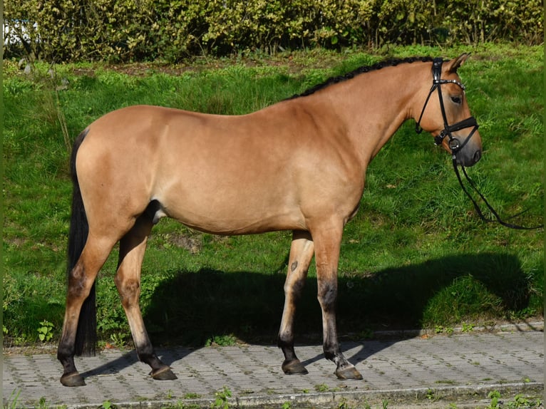 Deutsches Reitpony Wallach 4 Jahre 155 cm Falbe in Fürstenau