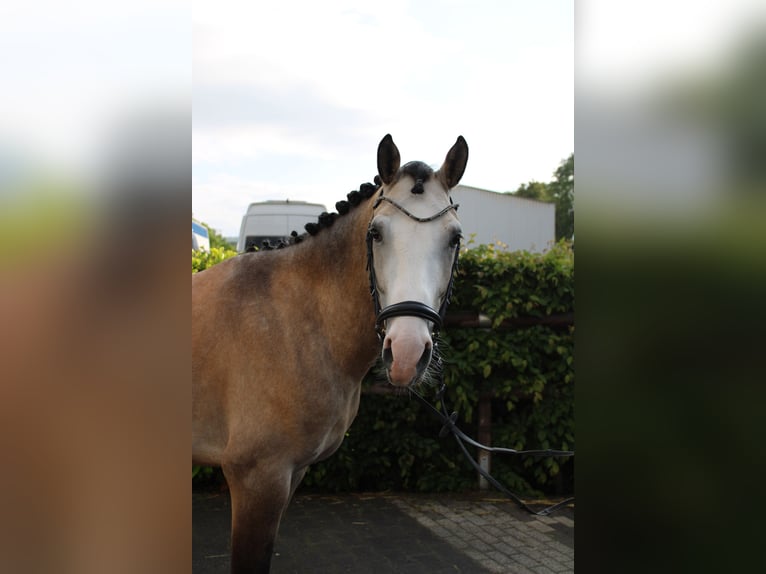 Deutsches Reitpony Wallach 4 Jahre 155 cm Falbe in Witten