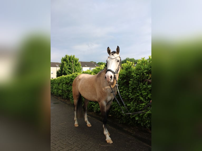 Deutsches Reitpony Wallach 4 Jahre 155 cm Falbe in Witten