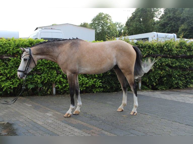 Deutsches Reitpony Wallach 4 Jahre 155 cm Falbe in Witten