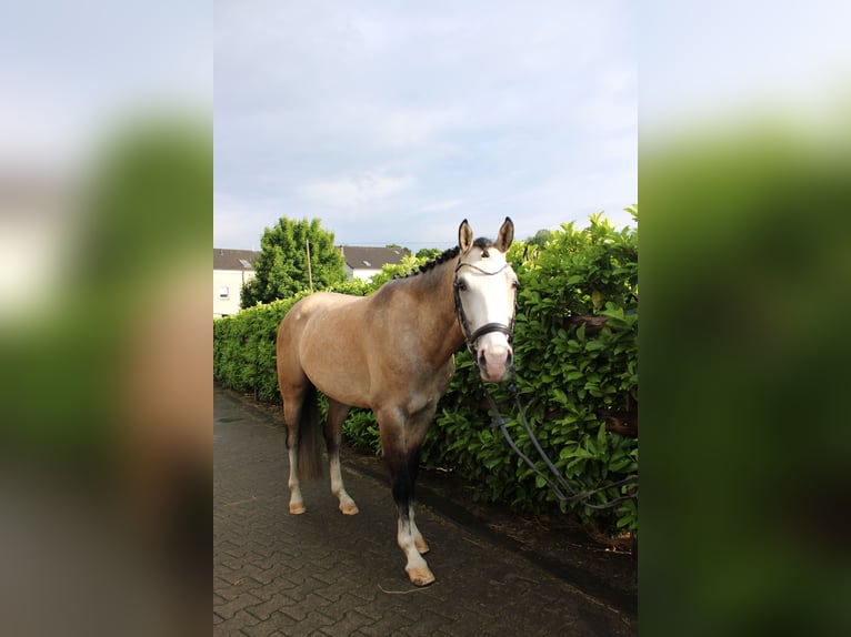 Deutsches Reitpony Wallach 4 Jahre 155 cm Falbe in Witten