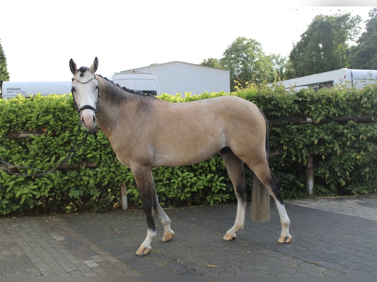 Deutsches Reitpony Wallach 4 Jahre 155 cm Falbe in Witten