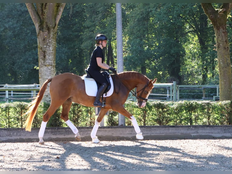 Deutsches Reitpony Wallach 4 Jahre 155 cm Fuchs in Tönisvorst