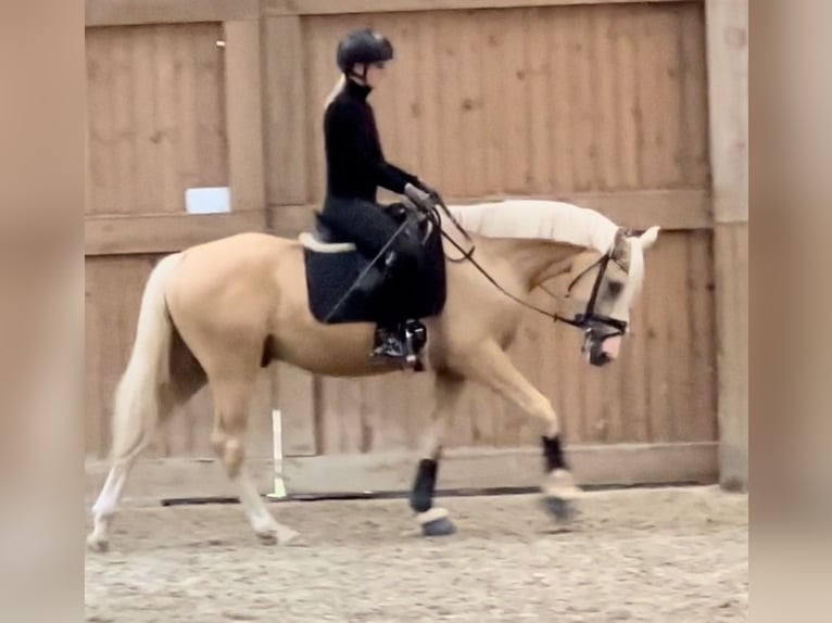 Deutsches Reitpony Wallach 4 Jahre 155 cm Palomino in Halstenbek