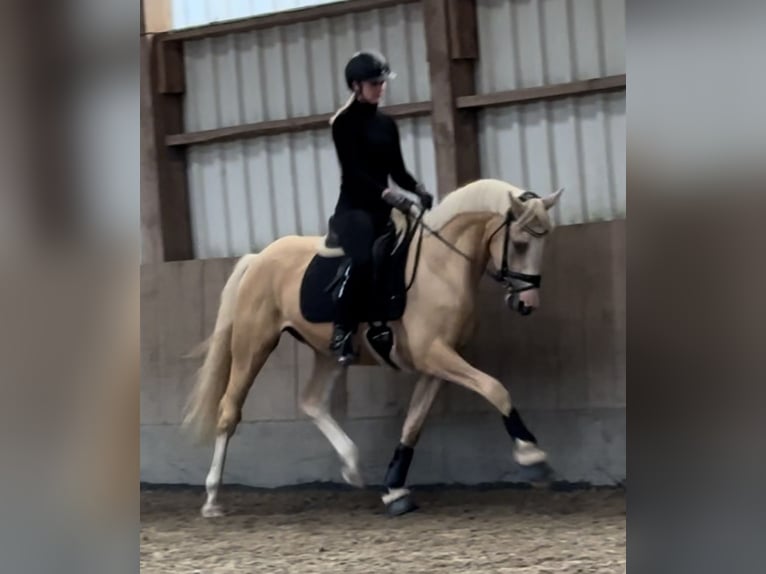 Deutsches Reitpony Wallach 4 Jahre 155 cm Palomino in Halstenbek