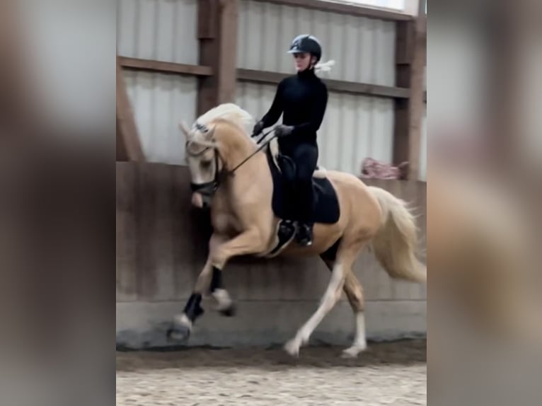 Deutsches Reitpony Wallach 4 Jahre 155 cm Palomino in Halstenbek