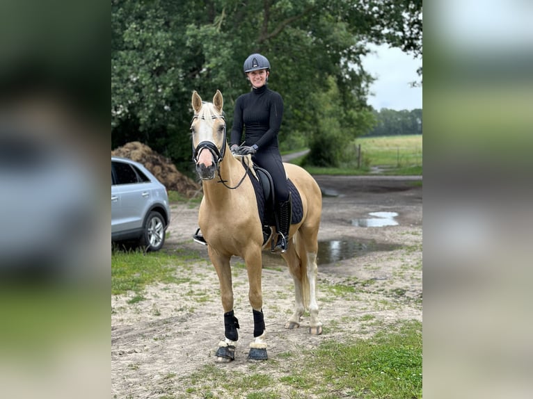 Deutsches Reitpony Wallach 4 Jahre 155 cm Palomino in Halstenbek
