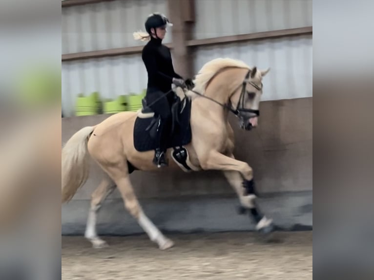 Deutsches Reitpony Wallach 4 Jahre 155 cm Palomino in Halstenbek