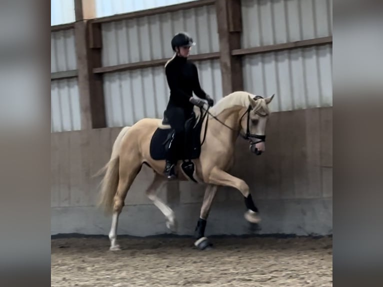 Deutsches Reitpony Wallach 4 Jahre 155 cm Palomino in Halstenbek