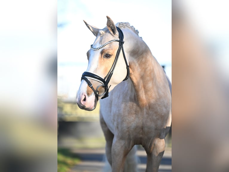 Deutsches Reitpony Wallach 4 Jahre 155 cm Palomino in Vettwei&#xDF;
