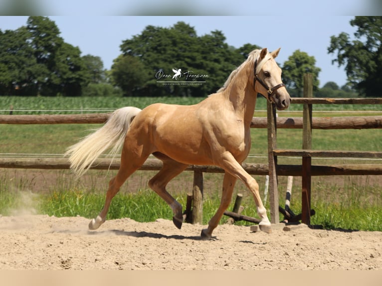 Deutsches Reitpony Wallach 4 Jahre 155 cm Palomino in Neuenkirchen-Vörden