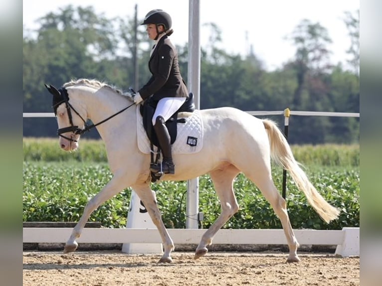 Deutsches Reitpony Wallach 4 Jahre 155 cm Schimmel in Loiching