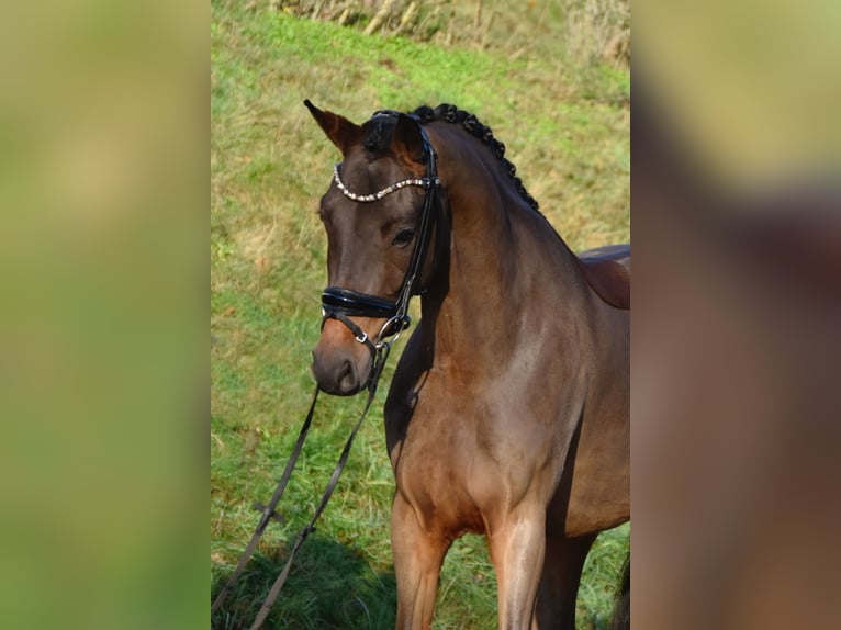 Deutsches Reitpony Wallach 4 Jahre 156 cm Brauner in Fürstenau