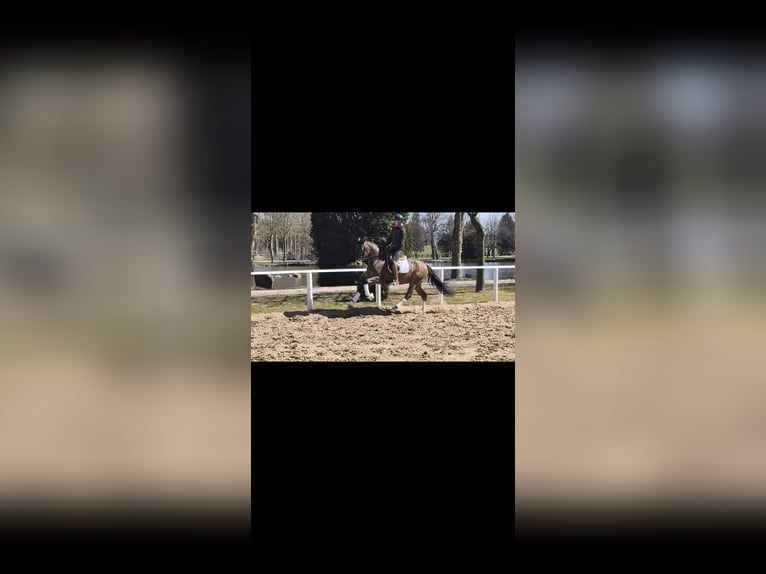 Deutsches Reitpony Wallach 4 Jahre 156 cm Brauner in Sch&#xF6;nhorst