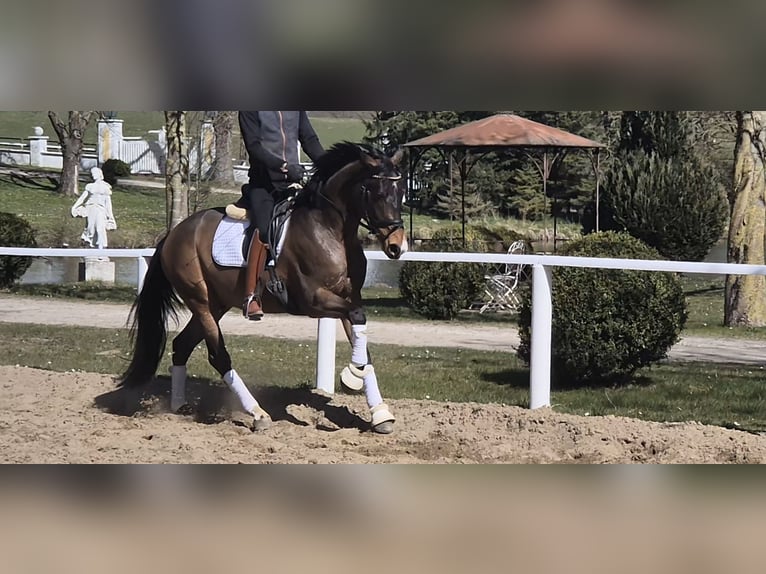 Deutsches Reitpony Wallach 4 Jahre 156 cm Brauner in Sch&#xF6;nhorst