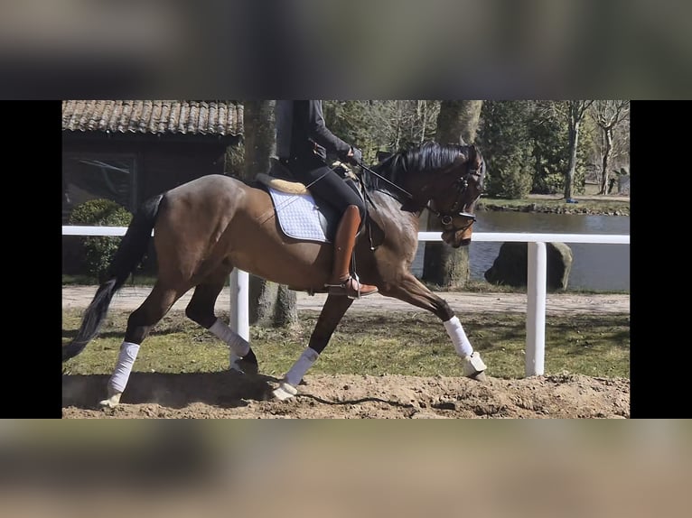 Deutsches Reitpony Wallach 4 Jahre 156 cm Brauner in Sch&#xF6;nhorst