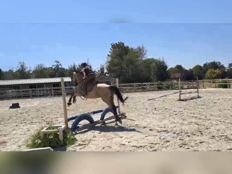 Deutsches Reitpony Wallach 4 Jahre 156 cm Buckskin in Lichtenfels