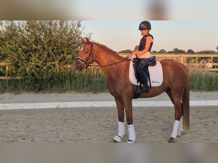 Deutsches Reitpony Wallach 4 Jahre 156 cm Fuchs in Kempen