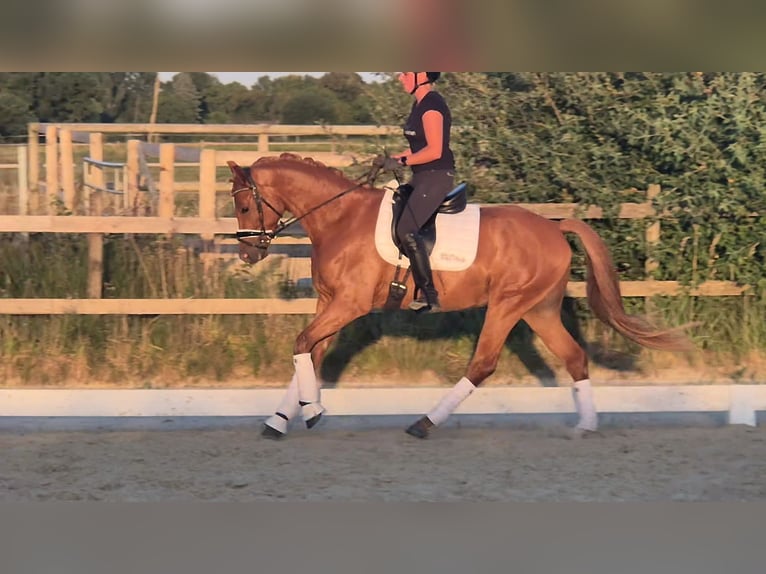 Deutsches Reitpony Wallach 4 Jahre 156 cm Fuchs in Kempen