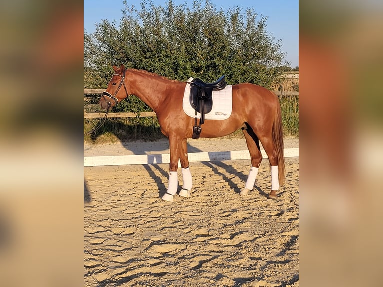 Deutsches Reitpony Wallach 4 Jahre 156 cm Fuchs in Kempen