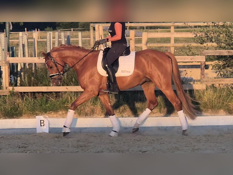 Deutsches Reitpony Wallach 4 Jahre 156 cm Fuchs in Kempen