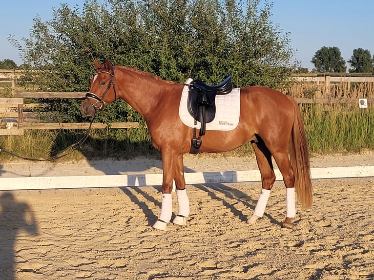 Deutsches Reitpony Wallach 4 Jahre 156 cm Fuchs in Kempen