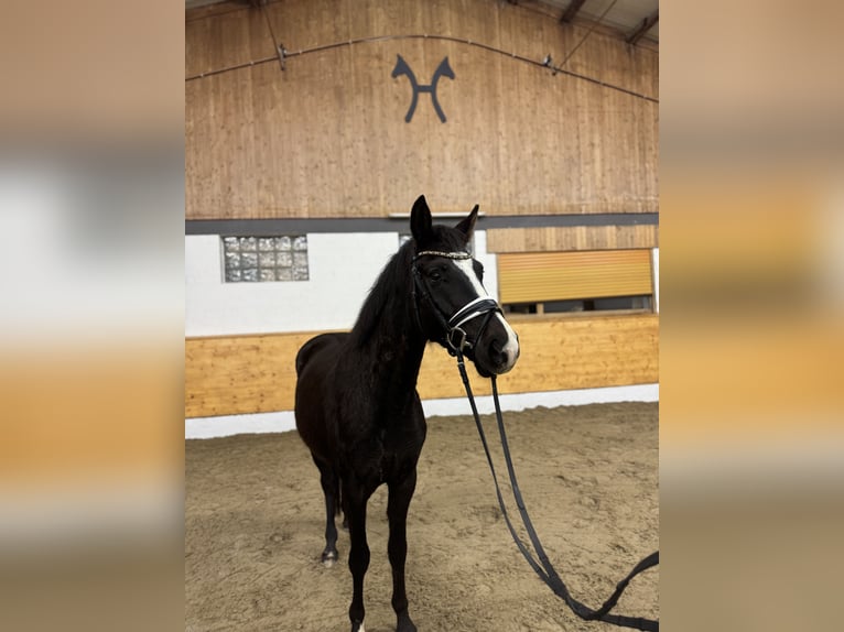 Deutsches Reitpony Wallach 4 Jahre 156 cm Rappe in Hemmoor