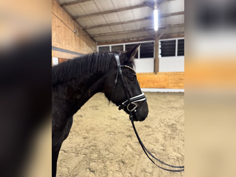 Deutsches Reitpony Wallach 4 Jahre 156 cm Rappe in Hemmoor
