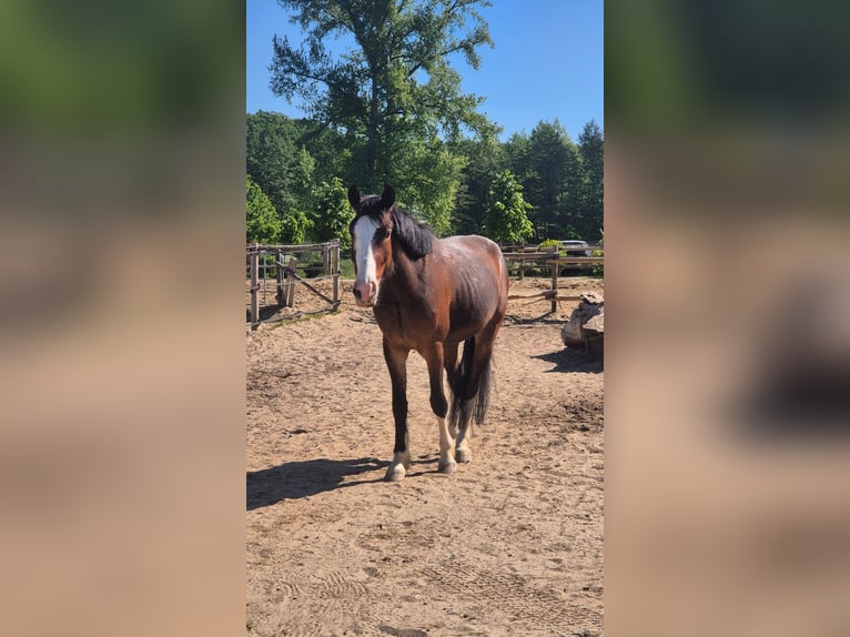 Deutsches Reitpony Mix Wallach 4 Jahre 157 cm Dunkelbrauner in Bissendorf