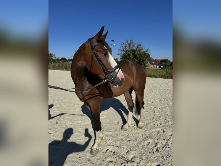 Deutsches Reitpony Mix Wallach 4 Jahre 157 cm Dunkelbrauner in Bissendorf