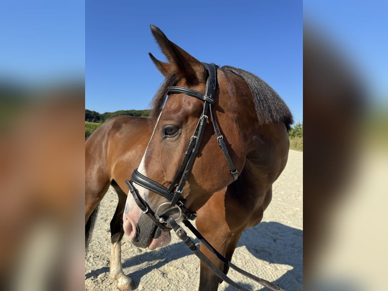 Deutsches Reitpony Mix Wallach 4 Jahre 157 cm Dunkelbrauner in Bissendorf