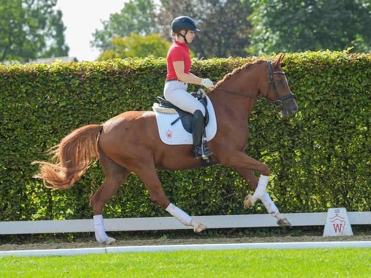 Deutsches Reitpony Wallach 4 Jahre 157 cm Fuchs in Münster