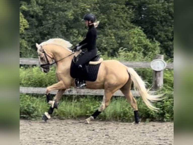 Deutsches Reitpony Wallach 4 Jahre 157 cm Palomino in Halstenbek