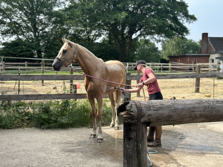Deutsches Reitpony Wallach 4 Jahre 157 cm Palomino in Halstenbek