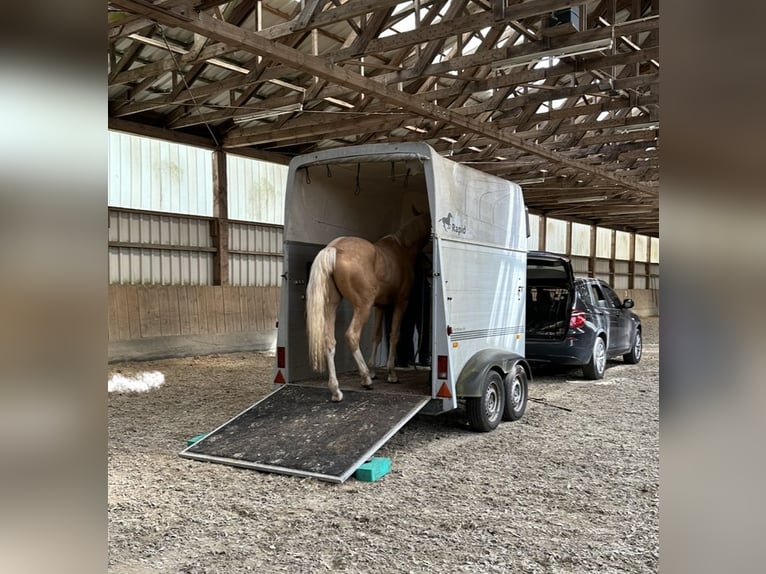 Deutsches Reitpony Wallach 4 Jahre 157 cm Palomino in Halstenbek