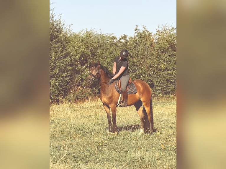 Deutsches Reitpony Wallach 4 Jahre 158 cm Brauner in KönigswinterKönigswinter
